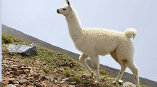 Llama